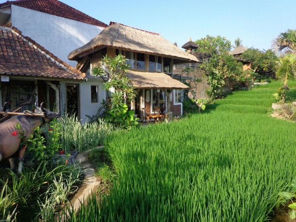 KTS Balinese Villas image 22